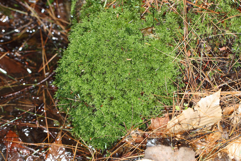 Brachythecium novae-angliae